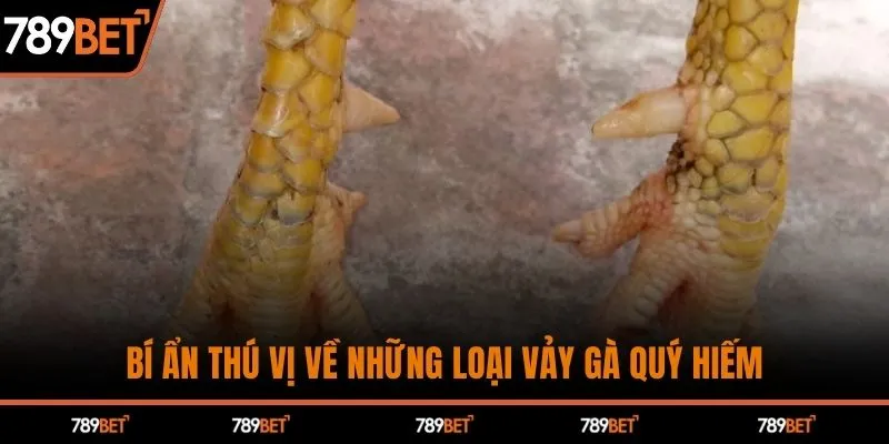 Bí ẩn thú vị về những loại vảy gà quý hiếm