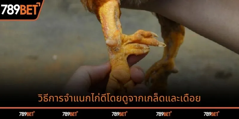 วิธีการจำแนกไก่ดีโดยดูจากเกล็ดและเดือย