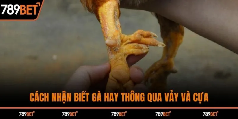 Cách nhận biết gà hay thông qua vảy và cựa