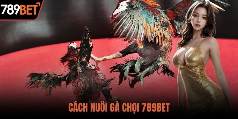 Cách nuôi gà chọi chuẩn giúp chiến kê bền sức