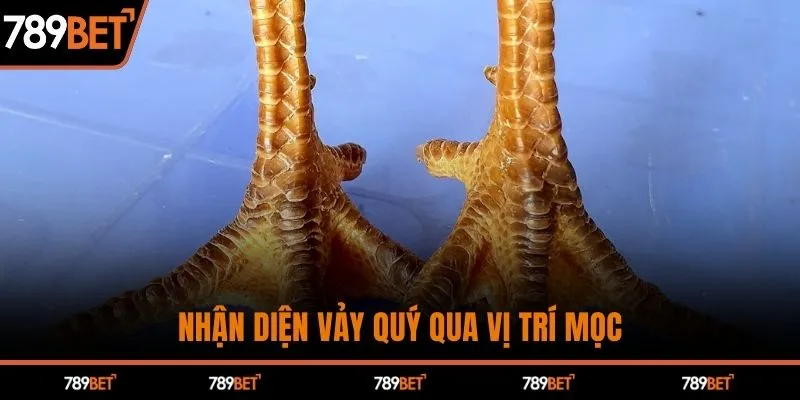 Nhận diện vảy quý qua vị trí mọc