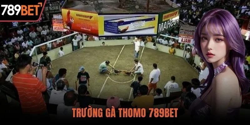 Trường gà Thomo 789BET