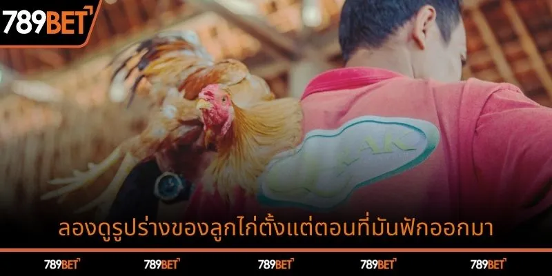 ลองดูรูปร่างของลูกไก่ตั้งแต่ตอนที่มันฟักออกมา