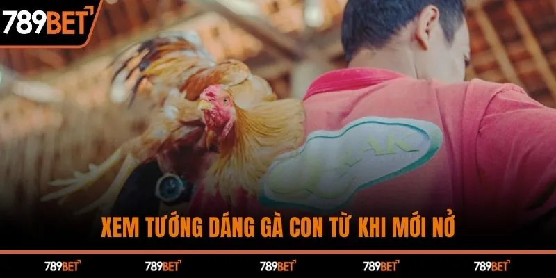 Xem tướng dáng gà con từ khi mới nở